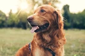 Maybe you would like to learn more about one of these? What Are The 3 Types Of Golden Retrievers All Golden Retriever