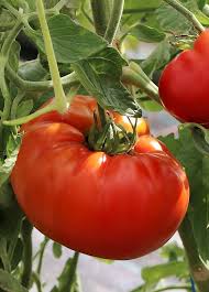 Toutes Les Varietes De Tomates Originales Et Gourmandes Comment Planter Des Tomates Comment Planter Des Legumes Planter Tomates