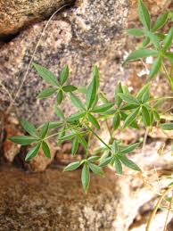 Image result for Cleome oxyphylla