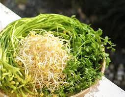 'minari' mar 24, 2021 · one wise critic called minari a balm, and we know you've been feeling that. Jeonju Minari Dropwort And The Movie Minari 2021 Oscar Nominee