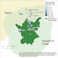 Image result for Congolanthus longidens