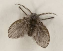Drain flies are tiny black bugs with wings that you can find in your bathtub. Household Insect Identification A Guide To The Species In Your House Owlcation