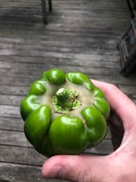 We did not find results for: Question Why Do My King Arthur Peppers Have A Hard Almost Scaly Top To Them Gardening