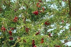 Image result for Pithecellobium