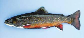 We did not find results for: Brook Trout