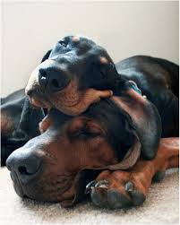 Black And Tan Virginia Foxhound Puppies For Sale Hound Dogs Running Dogs Hound Dog Cute Dogs