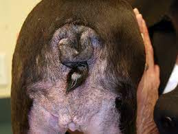 Disease Spotlight Fleabite Hypersensitivity Animal Dermatology Referral Clinic Adrc