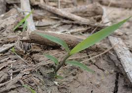 Image result for Chloris virgata