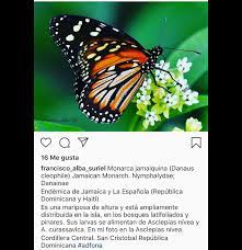 Pin En Mariposas De La Hispaniola