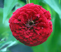 Book central park tower resort, angeles city on tripadvisor: Top Ten Flower Spots In Central Park Central Park