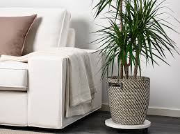 Maybe you would like to learn more about one of these? The Ikea Houseplant Section Top Deals On Cute Plants Pots Sunset Sunset Magazine