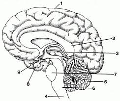 Brain Labeling Diagram Koibana Info Brain Diagram Human Brain Diagram Basic Anatomy And Physiology
