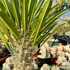 Image result for Pachycarpus eximius