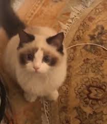 Pin By Swiftie Cat Lady On Taylor Swift Taylor Swift Cat Taylor Swift Pictures Taylor Swift Wallpaper