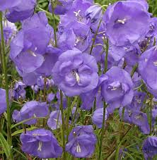 Campanula Persicifolia Blue Bloomers Large Semi Double Violet Blue Flowers On Strong Stems 75cm High Types Of Flowers Campanula Flowers Beautiful Flowers
