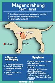 Magendrehung Beim Hund Ursache Symptome Hunde Erste Hilfe Hund Hundegesundheit