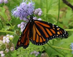 Butterflies like to bask in the rays of the sun and they need to stay warm in order to remain. Monarch Butterfly Garden Grants Announced Collin County Chapter