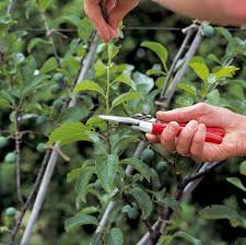 Image result for pruning plum trees