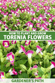 Image result for Torenia thouarsii