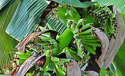 Image result for Musa acuminata