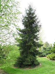 Spruce Gammon S Garden Center Landscape Nursery Landscape Nursery Backyard Plants Landscape Trees