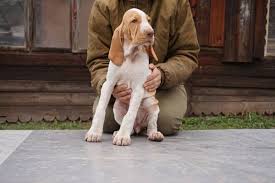 Image result for italský krátkosrstý ohař