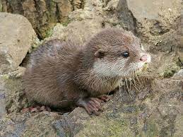 River Otters Otters Cute Otters Super Cute Animals