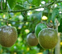 Hold off on these, as they will ripen. Passion Fruit Ema S