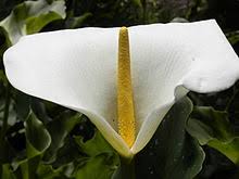 Origin of the nice classification. Flower Wikipedia
