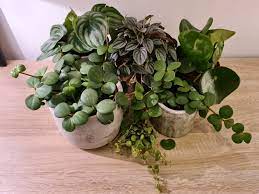 While they don't typically produce fancy flowers (instead producing pale. Types Of Peperomia Osera
