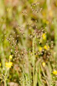 Image result for Briza minor