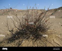 Image result for Phaeoptilum spinosum