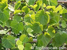 Image result for Tinospora tenera