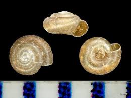 Image result for Thesium pygmaeum