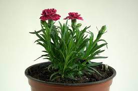 How To Grow And Care For Dianthus Flowers Trees Com Dianthus Flowers Indoor Flowering Plants Diy Herb Garden