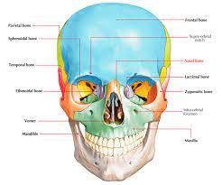 Nasal Bone Anatomy Anatomy Drawing Diagram