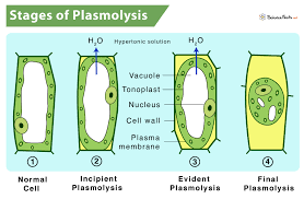 A plasmolysed plant cell is placed in hypotonic solution then. Plasmolysis Its Process With Definition Meaning Importance