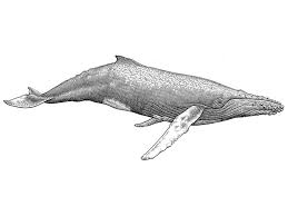 New users enjoy 60% off. Humpback Whale Whale Illustration Humpback Whale Tattoo Whale Tattoos