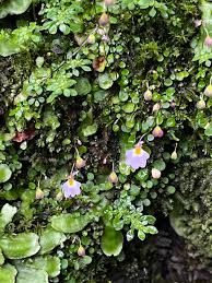 Image result for Utricularia striatula