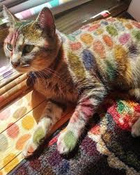 There Was An Easter Decoration Hanging On The Window And It Gave This Cat The Perfect Multi Colored Shadow In 2020 Cats Spotted Cat Animals