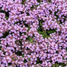 To sow thyme seed directly. Creeping Thyme Seeds Thymus Serpyllum Ground Cover Seed