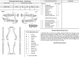 triadan dental chart dog