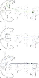 Lissauer's tract is a white matter tract in the spinal cord that projects up or down across one or two spinal segments. Anterior Spinothalamic Tract An Overview Sciencedirect Topics