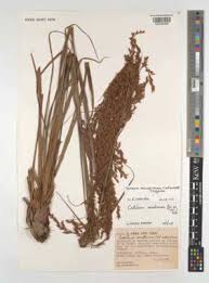 Image result for Tetraria