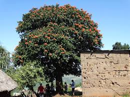 Image result for Newtonia hildebrandtii