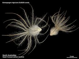 Image result for Enneapogon