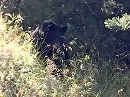 Old baldy is the highest point. Lethal Removal Of Agressive Bear In Santa Rita Mountains Considered Local News Tucson Com