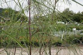 It is an evergreen tree in the family fabaceae native to australia. Acacia Stenophylla Shoestring Acacia Waterwise