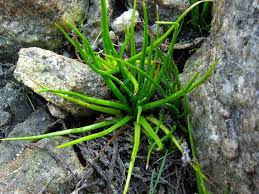 Image result for Isoetes alstonii