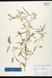 Image result for Aeschynomene americana